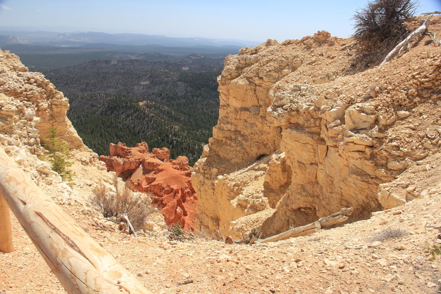 BristleCone Trail 